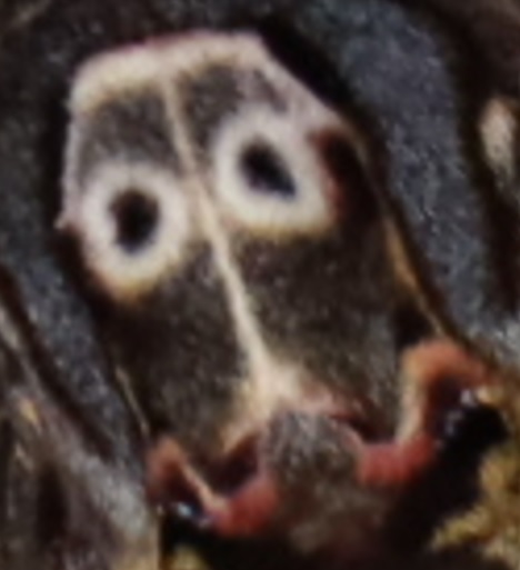 不思議なノコギリクワガタがつくクヌギ_人面蛾 メンガタスズメ 人面部拡大_2021年8月23日19時40風頃_気温28度